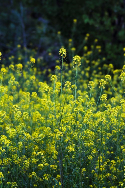 Photo of Plants with Yellow Flowers