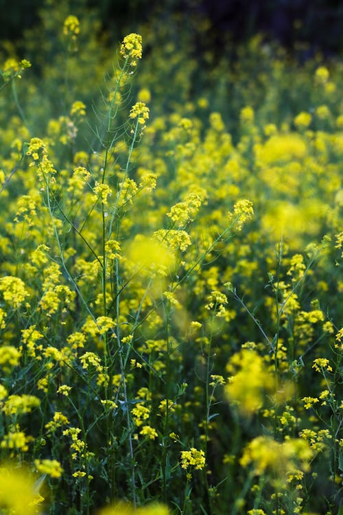 Close Up Photo of Yellow Flowers