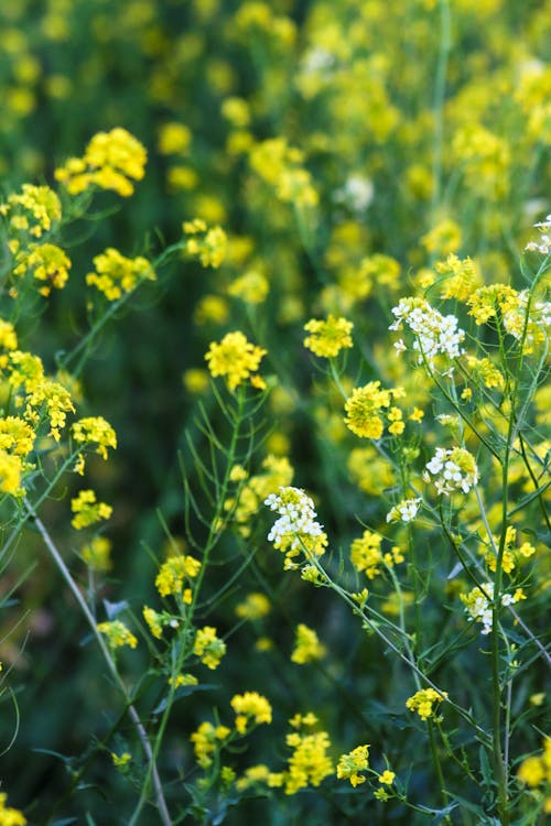 Základová fotografie zdarma na téma canola, flóra, hloubka ostrosti