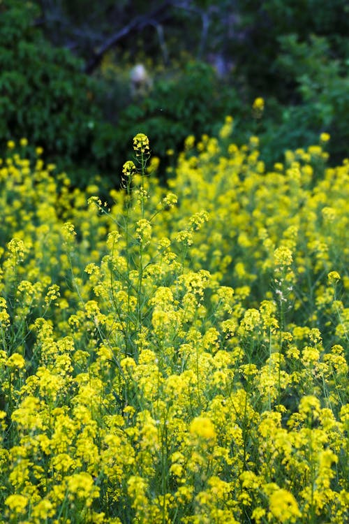 Безкоштовне стокове фото на тему «вертикальні постріл, Вибірковий фокус, жовті квіти»