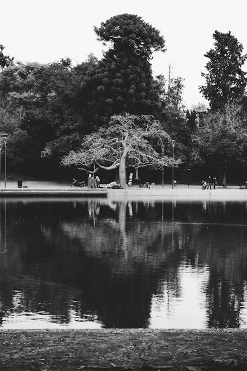 Trees and Pond in Park