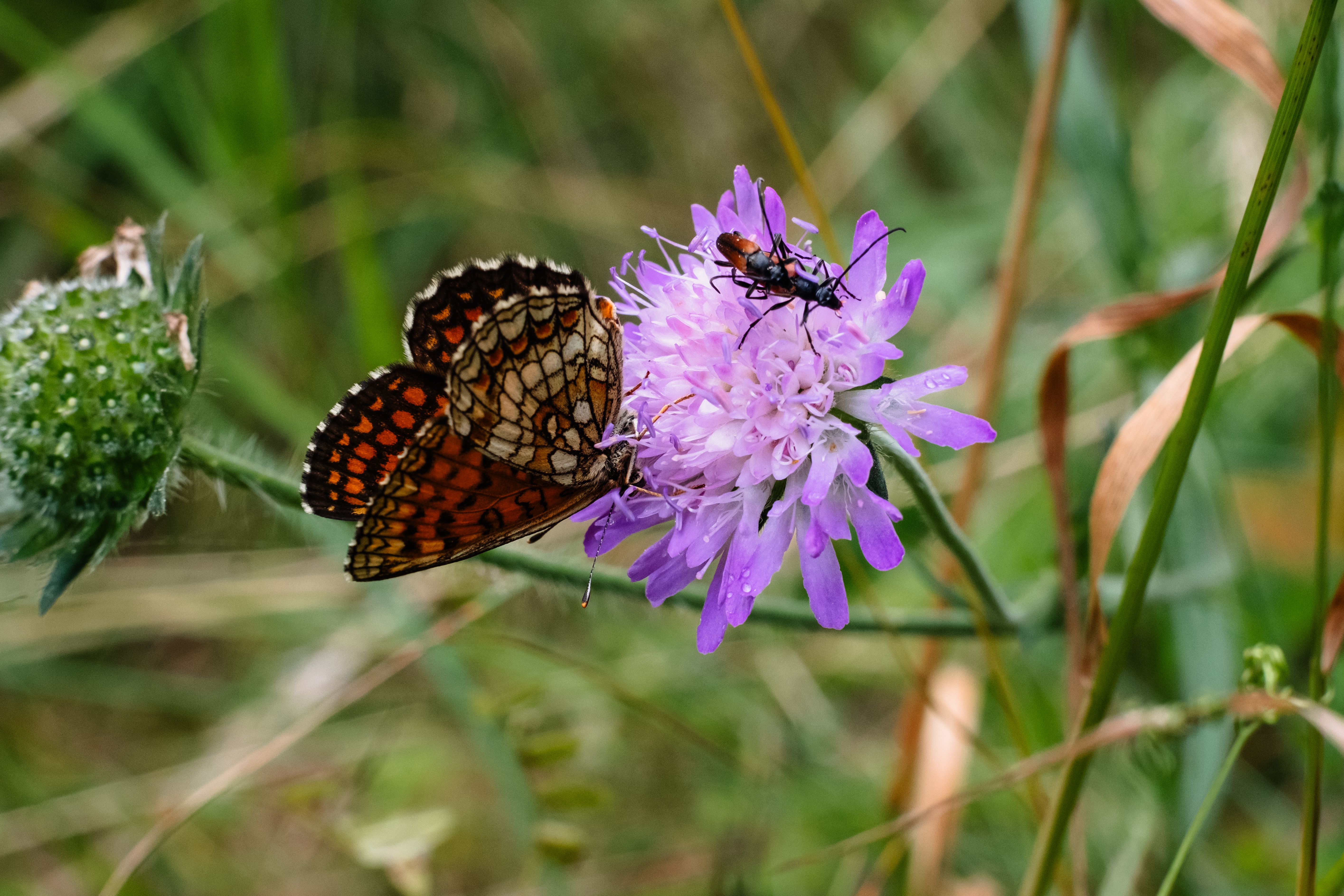 Close-up of a butterfly and insect on a purple wildflower in a meadow.