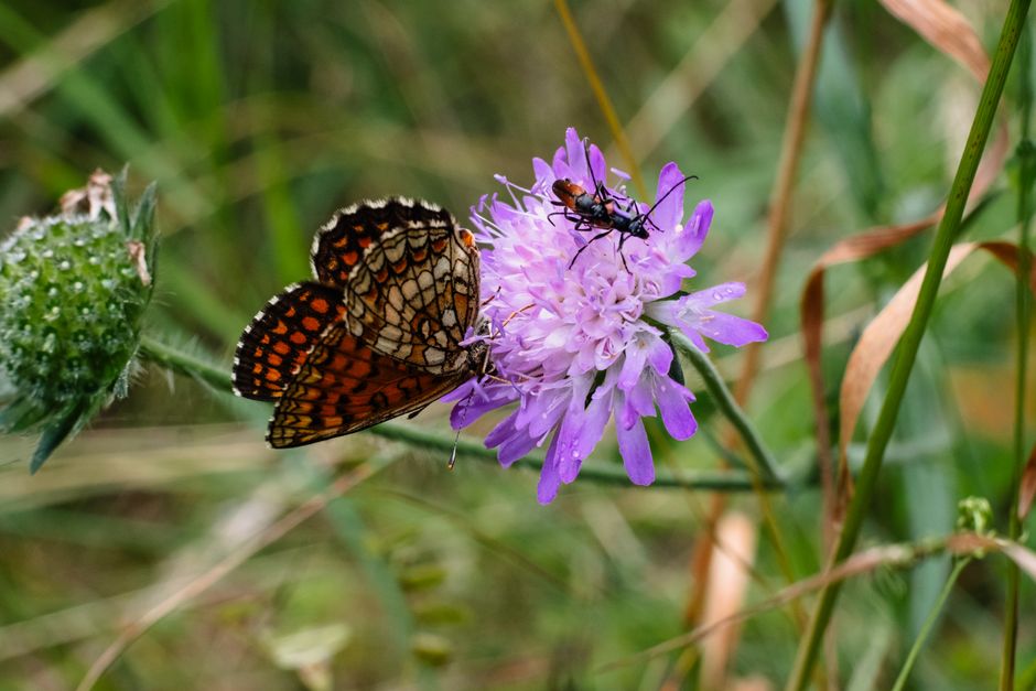 Close-up of a butterfly and insect on a purple wildflower in a meadow.