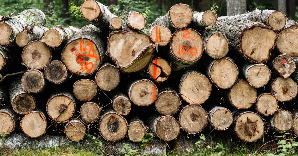 Pile of Timber Logs on Grass ยท Free Stock Photo