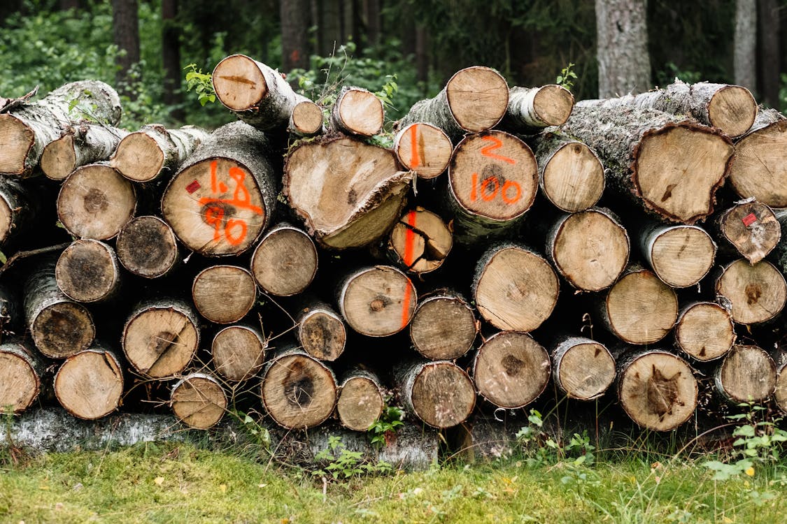 Pile of Timber Logs on Grass
