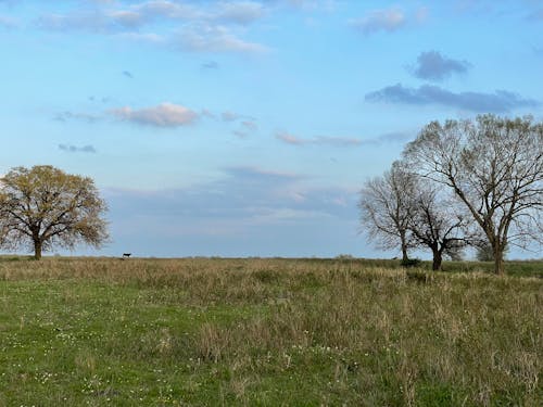 Základová fotografie zdarma na téma jediná kráva, kráva, otevřená prérie