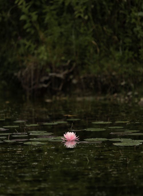 Immagine gratuita di bocciolo, fioritura, lago