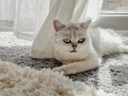 Close-Up Shot of a British Short-Haired Cat Lying on the Rug