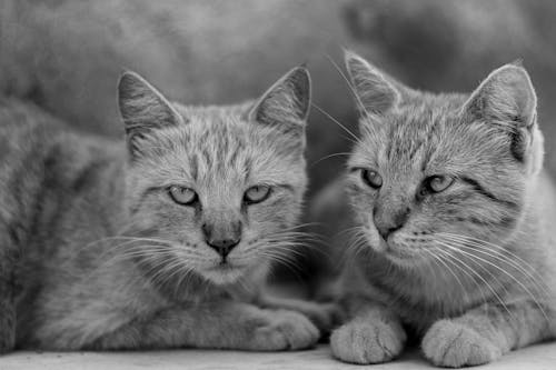Photos gratuites de chat tigré, chats, échelle des gris