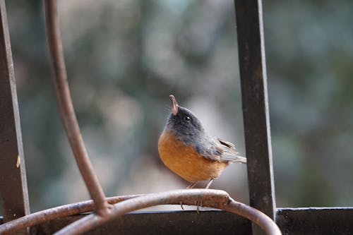 Fotos de stock gratuitas de amante de la naturaleza, animales en la naturaleza, aves