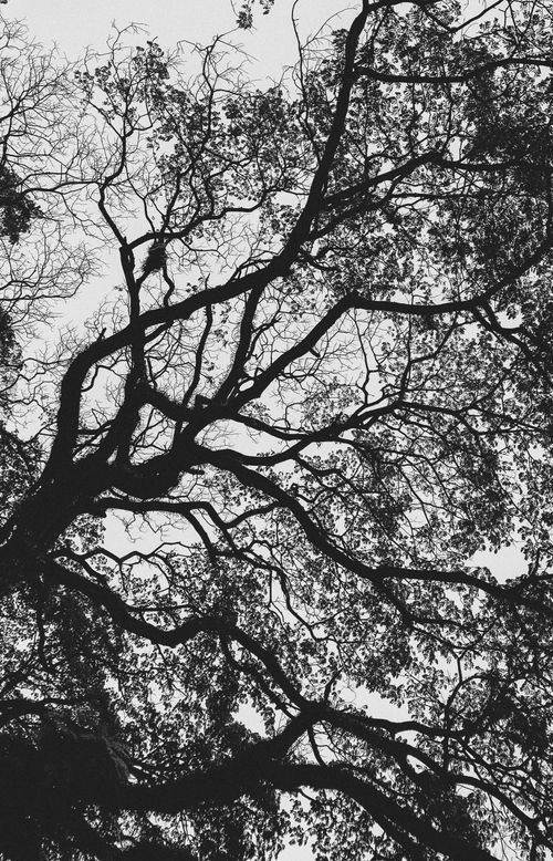 Free Artistic black and white silhouette of tree branches captured in Dhaka, Bangladesh. Stock Photo