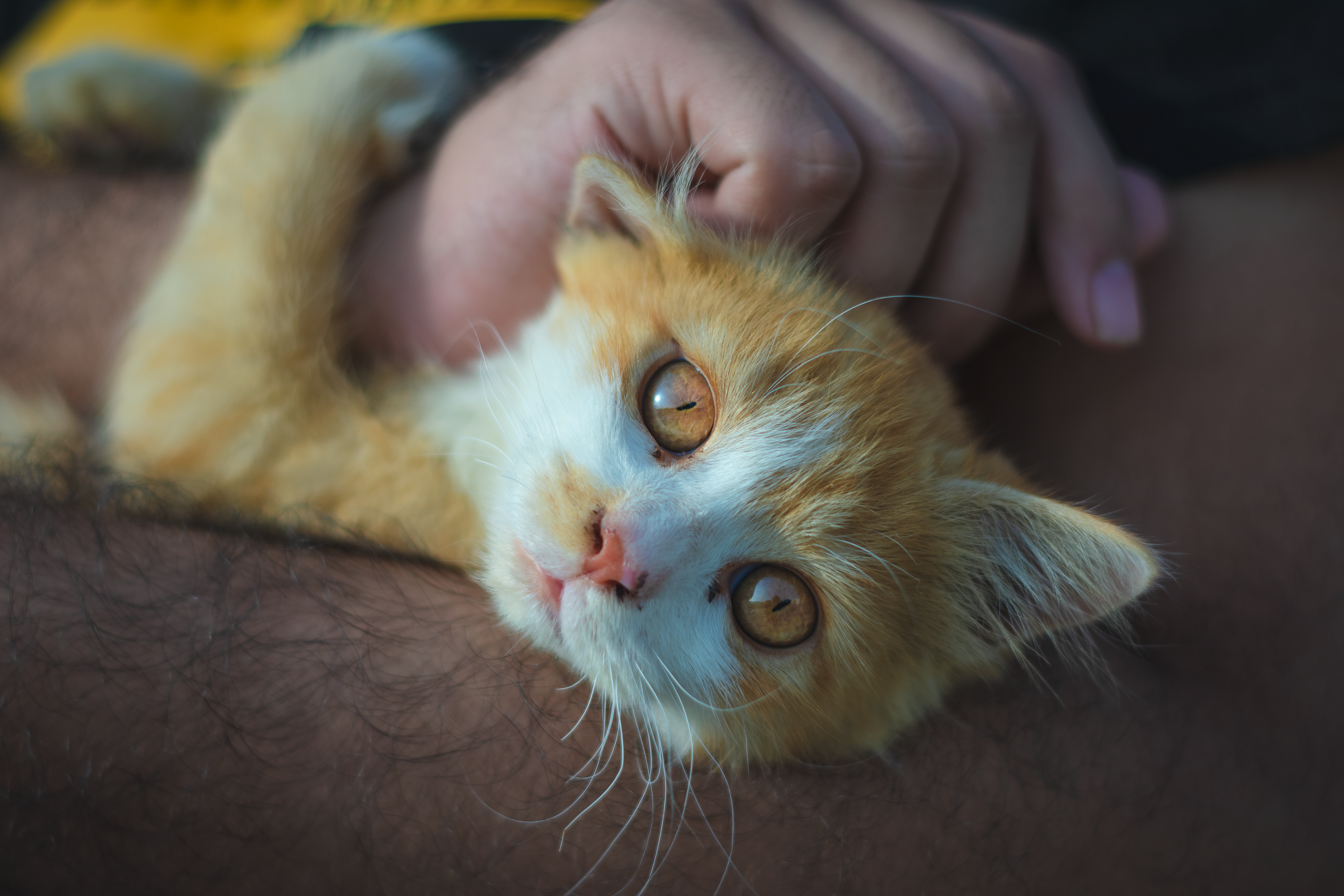 pet care pet safety — Photo by Raj Kumar Lohana on Pexels