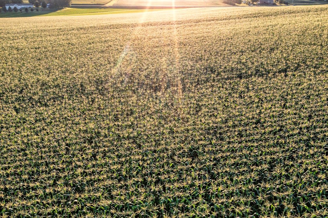 Photos gratuites de agricole, campagne, clairière