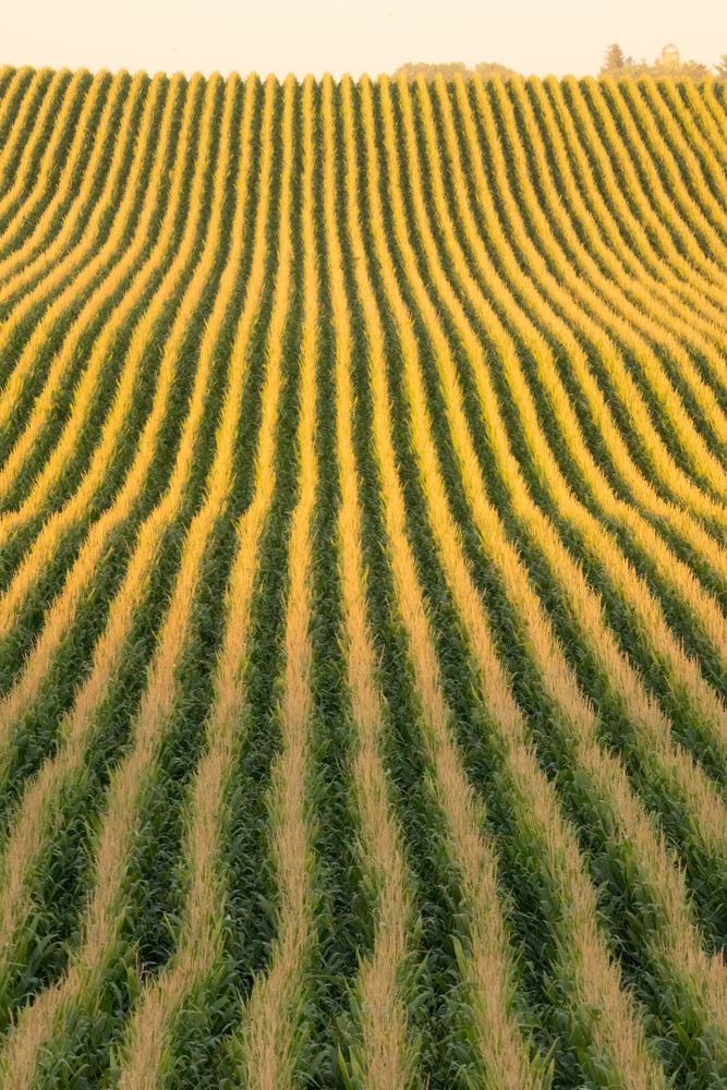 Crop Rows Photos, Download The BEST Free Crop Rows Stock Photos & HD Images