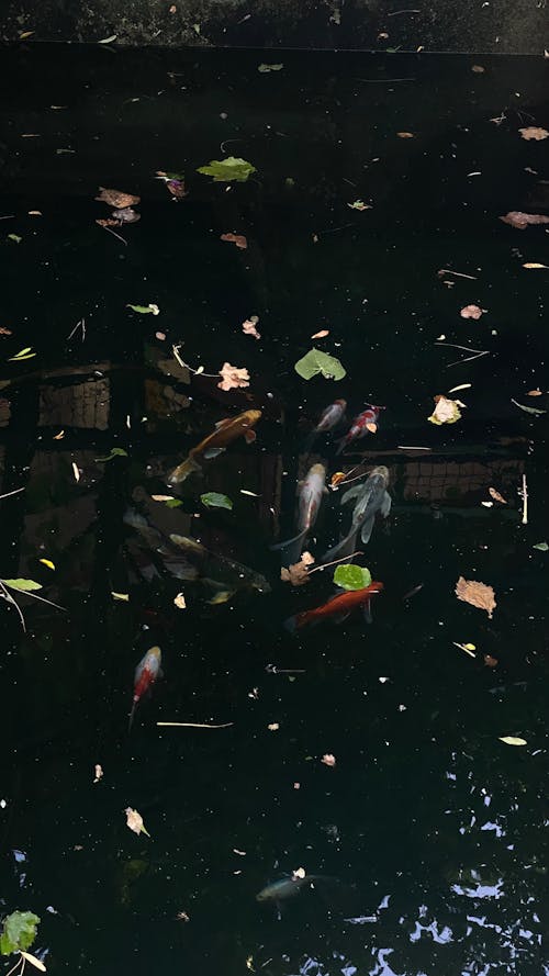 Darmowe zdjęcie z galerii z ciemna ryba, ciemny, podwodna tapeta