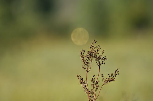 Close up of a Plant