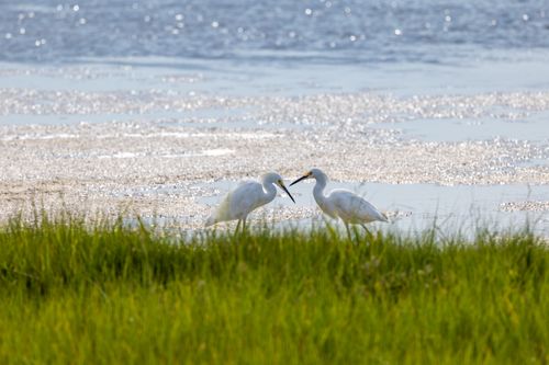 Free Two egrets peacefully interacting in a marsh by the water's edge in Newburyport, MA. Stock Photo