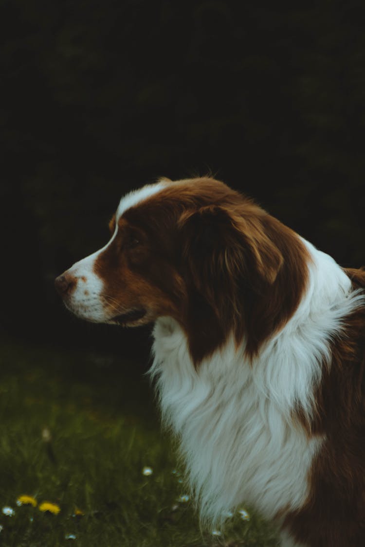 Dog In Close Up Photography