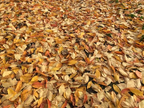 Free Autumn Gold  Stock Photo