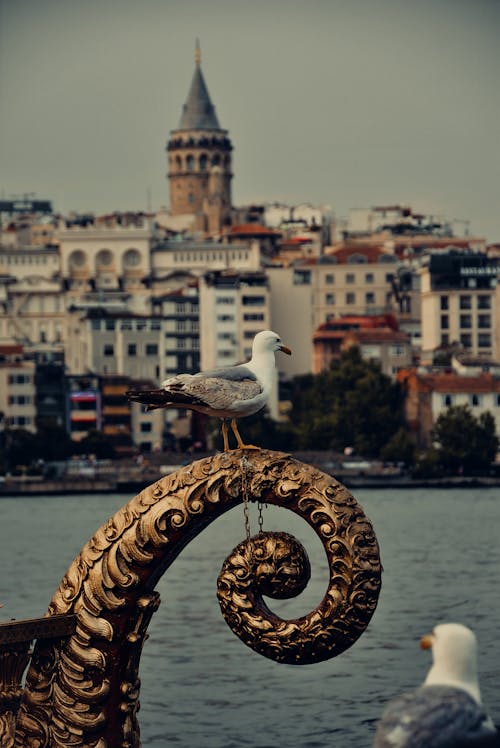 Immagine gratuita di acqua, città, Istanbul