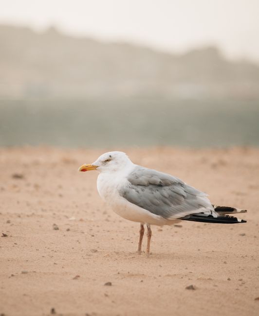 A solitary seagull stands on the sandy beach, capturing a serene wildlife moment.