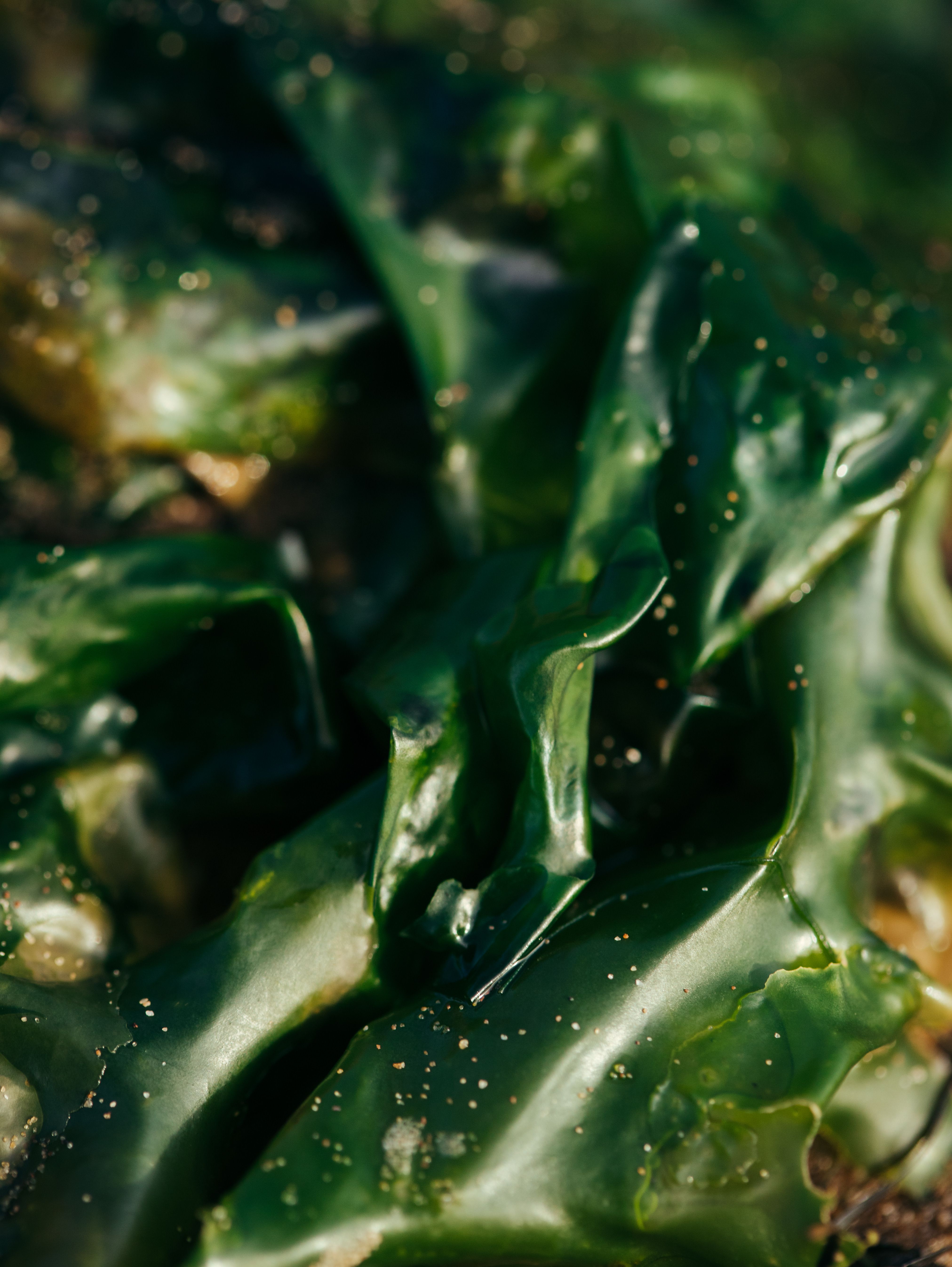Spirulina in Bangladesh: Benefits, Dosage & How to Buy
