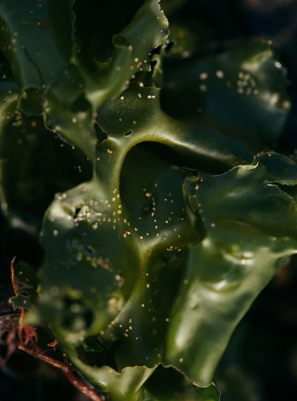 Close-up of dried seaweed illustrating how an everyday serving can carry very different iodine loads depending on species and processing