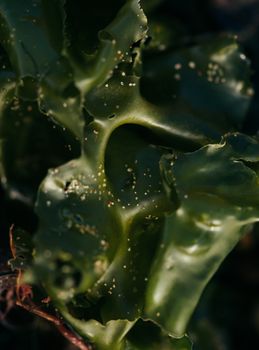 No Added Fat Seaweed
