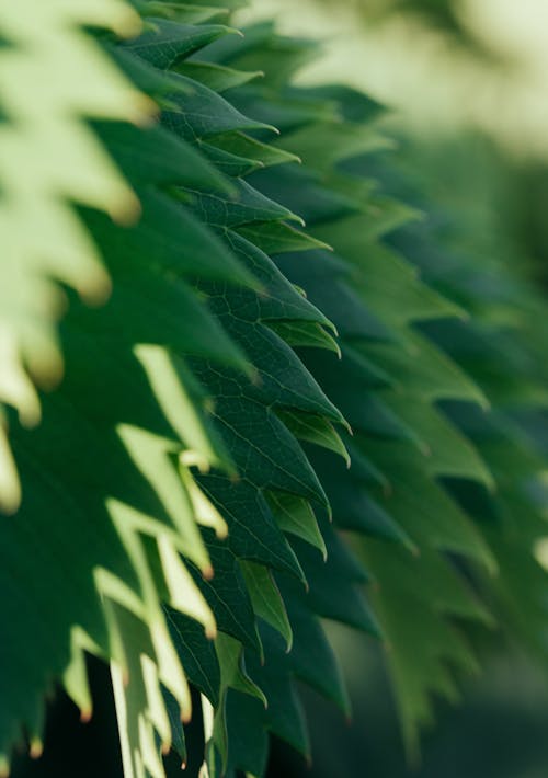 Close up of Green Leaves