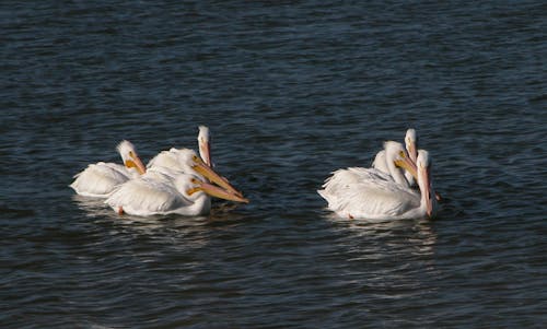 Бесплатное стоковое фото с вода, животные, Зимние белые каменные пеликаны