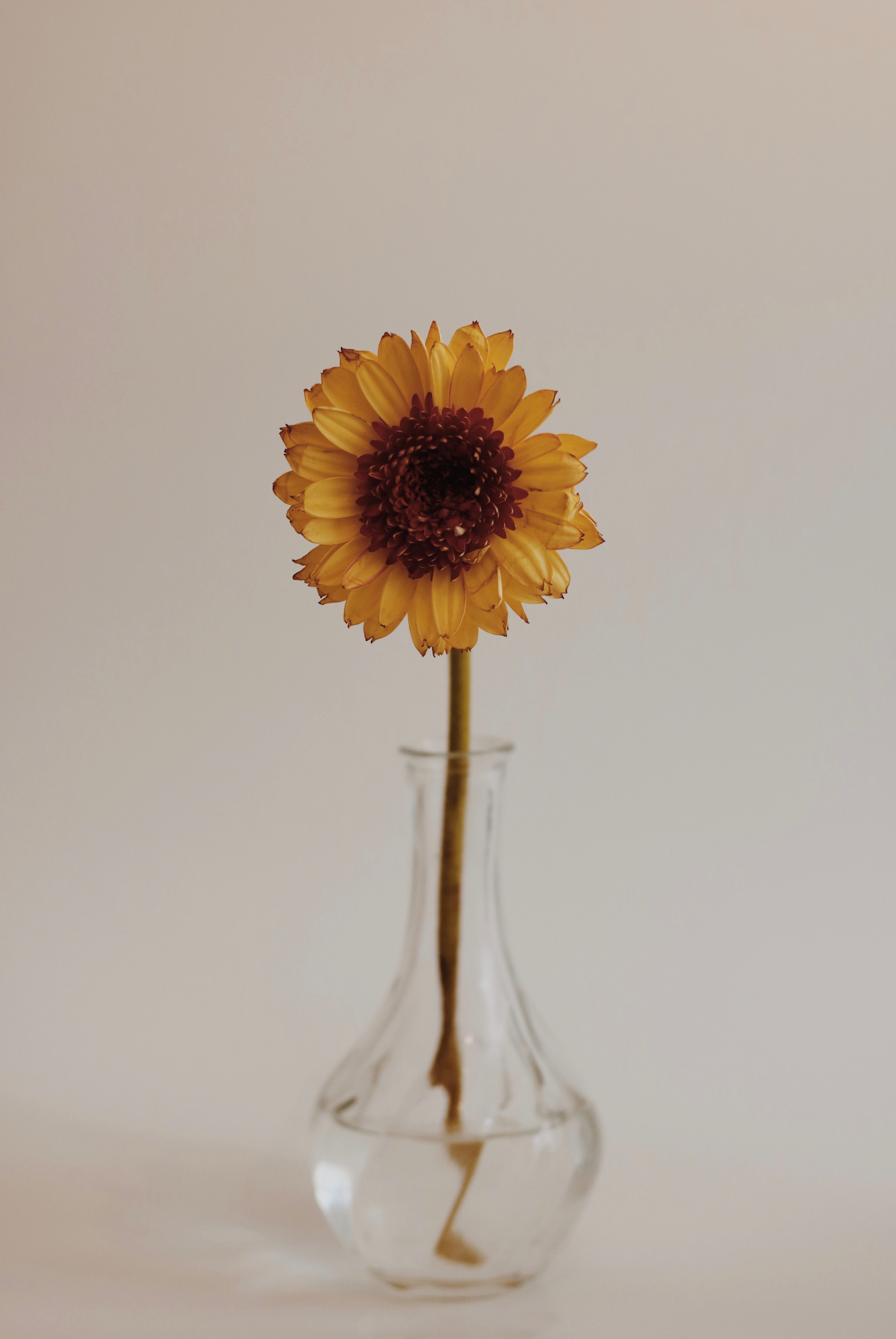 Yellow Sunflower in Clear Glass Vase · Free Stock Photo