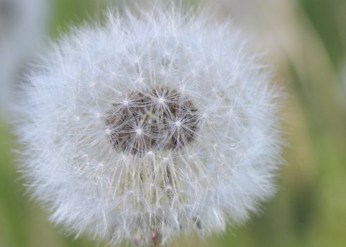 Free Extreme close-up of a dandelion seed head showcasing intricate details. Perfect for nature enthusiasts. Stock Photo