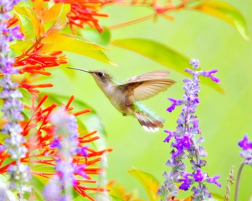 Foto stok gratis bangsa burung, binatang, burung