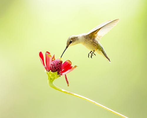คลังภาพถ่ายฟรี ของ การถ่ายภาพนก, การบิน, ดอกไม้สีแดง