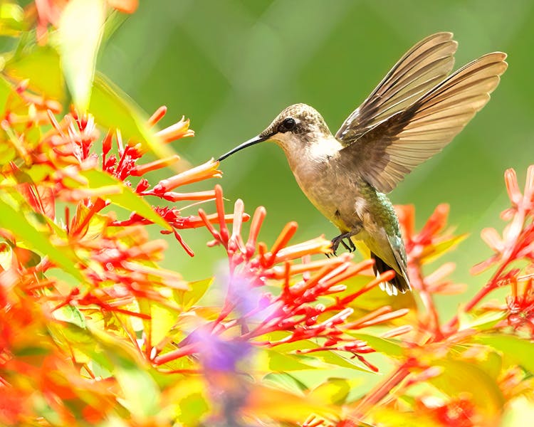 Brown Humming Bird Flying Over Red Flowers