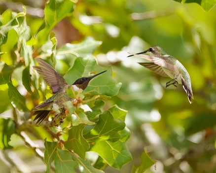 Free stock photo of hummingbird