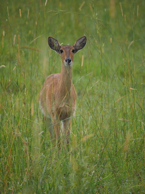 Základová fotografie zdarma na téma divočina, jelen, kolouch