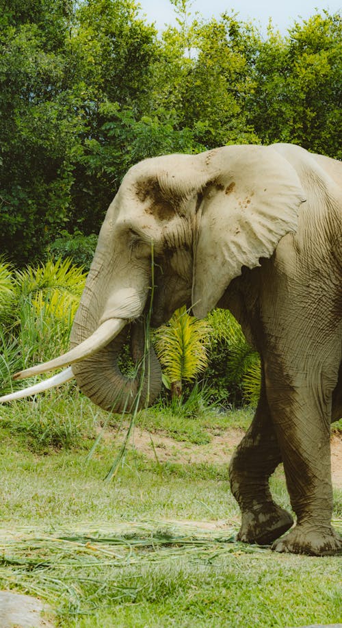 An Elephant on a Field