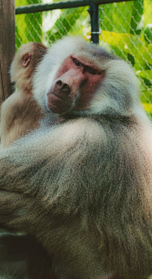 Baboons Sitting in Cage