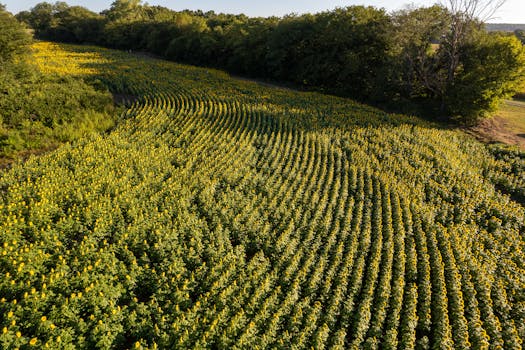 Reno, United States photo 12