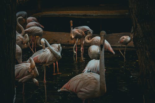 Photograph of a Flock of Flamingos