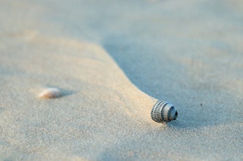 Seashell i the Beach Sand