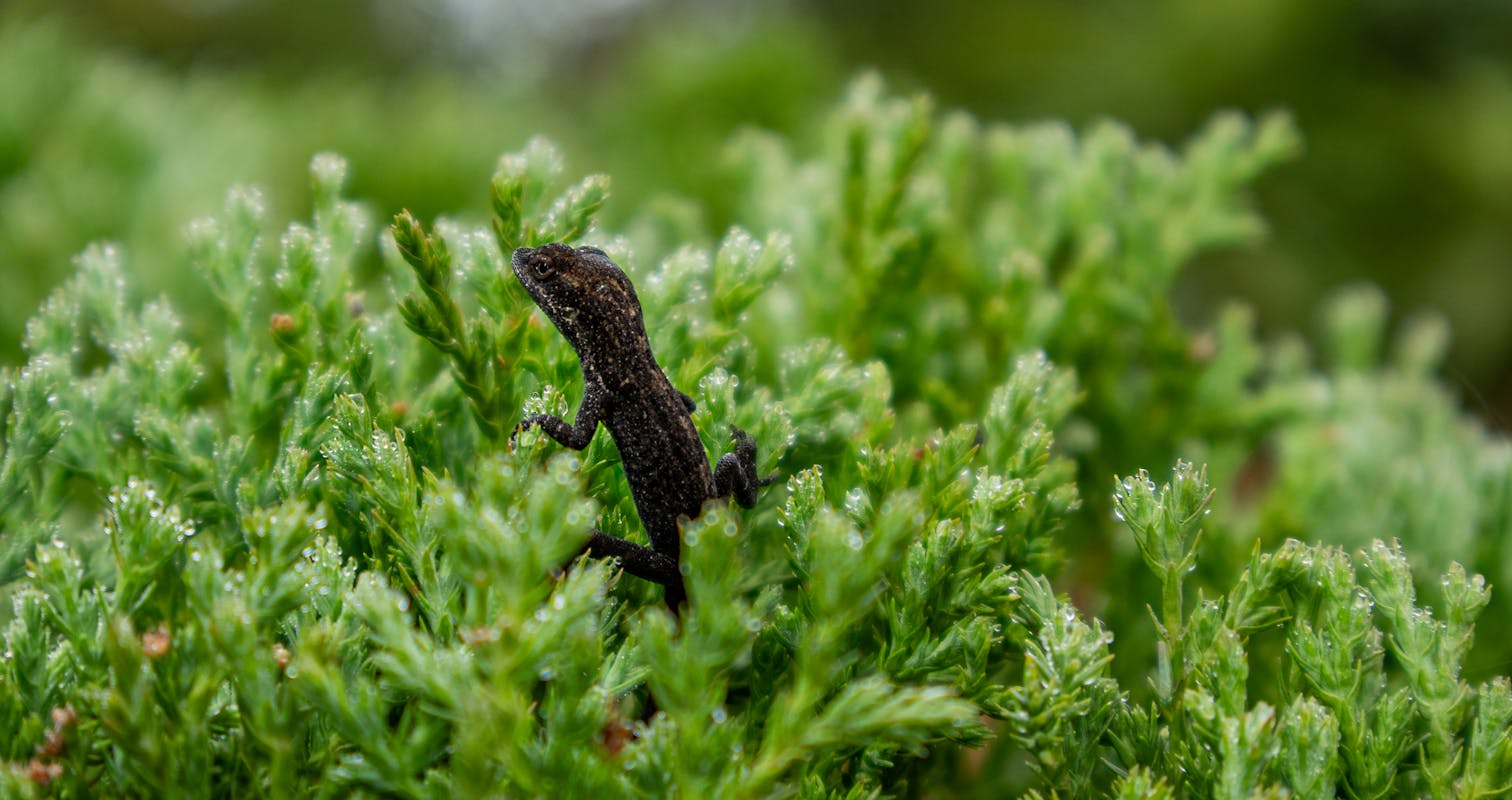 lizard and dew in Pereira, Colombia.