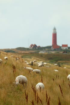 A serene landscape of sheep grazing near a distinctive red lighthouse on grassy hills.