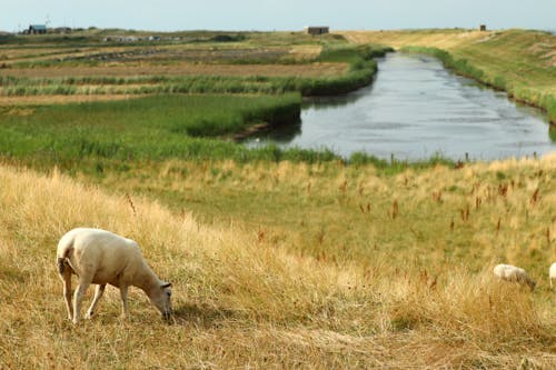 Immagine gratuita di animale, bestiame, campagna