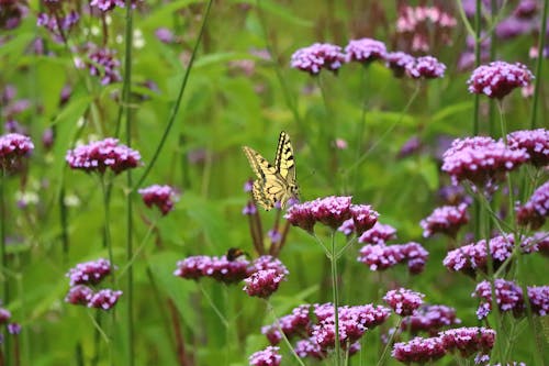 Old World Swallowtail Butterfly Perched on Purple Flower