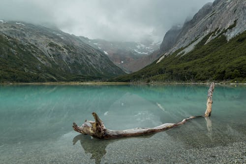 ağaç gövdesi, Arjantin, buzul içeren Ücretsiz stok fotoğraf