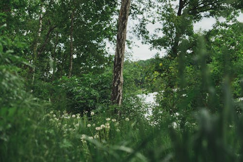 lonely birch