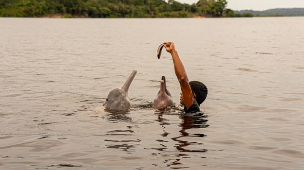 Pink river dolphin encounter — Amazon — Brazil