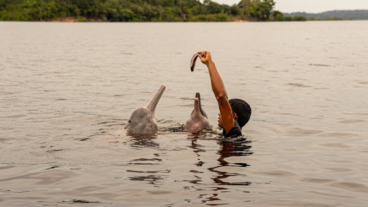 A Person Swimming With Dolphins